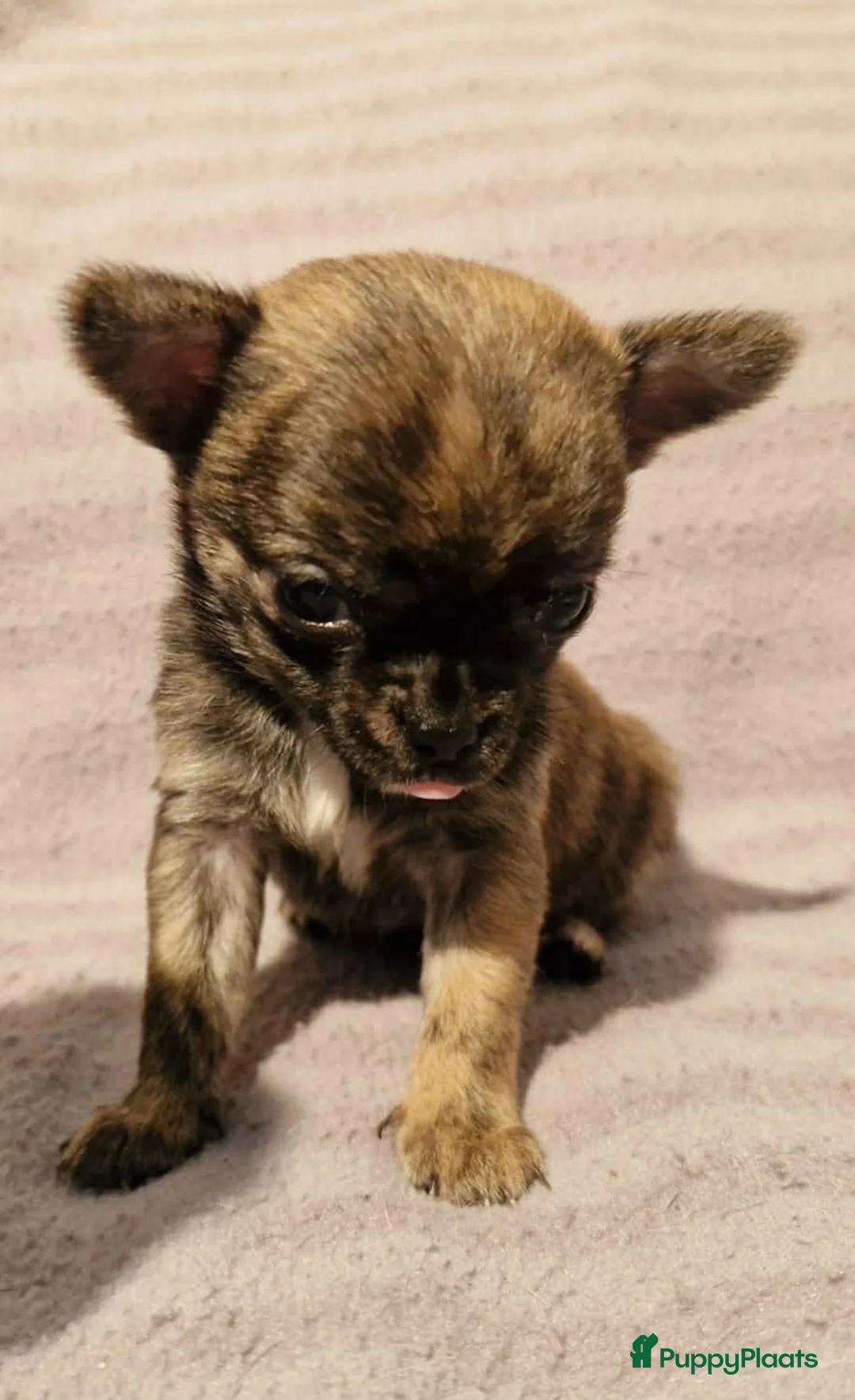 Chihuahua honden te koop: Uniek brindle chichuahua teefje - Advertentie 6