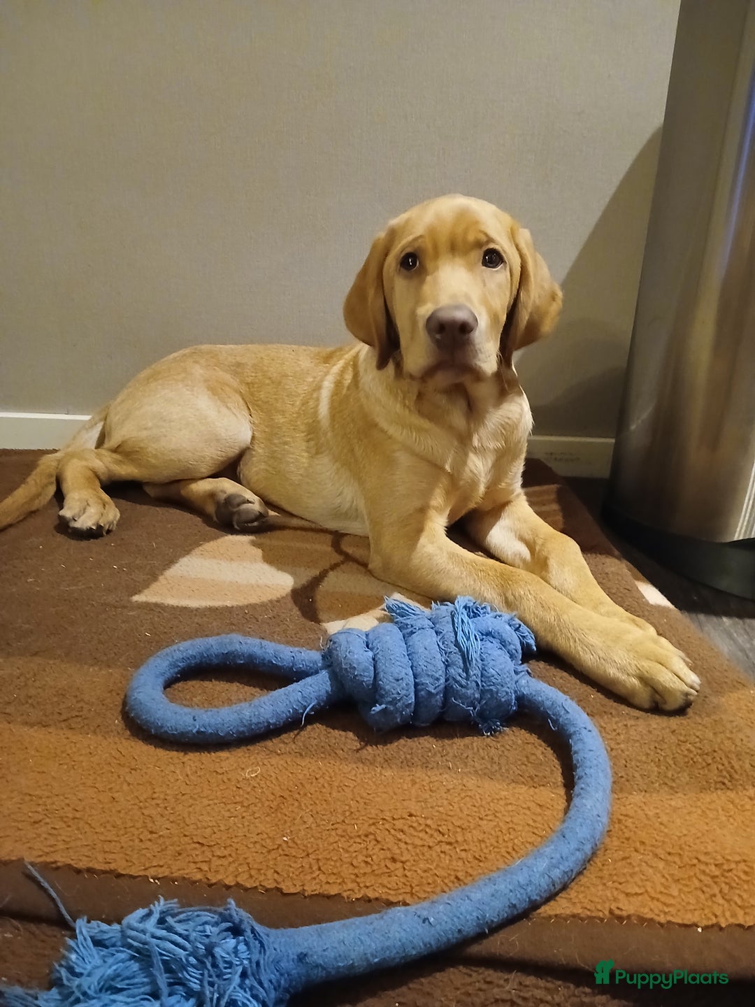 Labrador Retriever honden te koop: Te koop mooie labrador reu - Advertentie 1