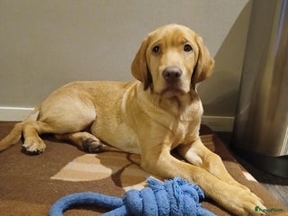 Labrador Retriever honden Te koop mooie labrador reu - Advertentie 5