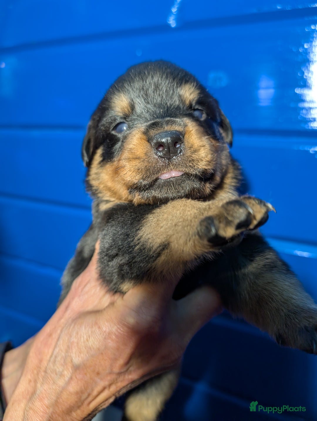 Rottweiler honden te koop: Zeer mooie rottweiler pups   - Advertentie 21
