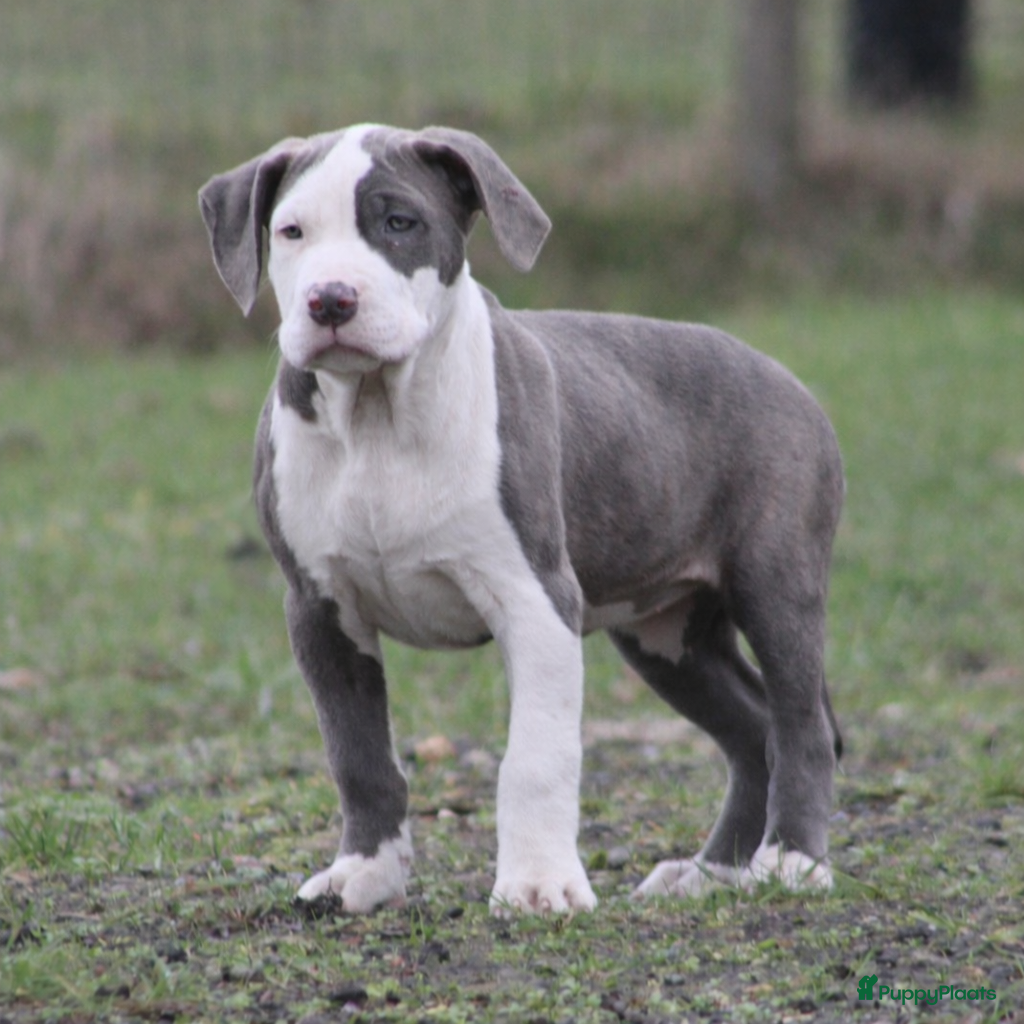 Amerikaanse Bully honden American Bully pups Abkc - Advertentie 2