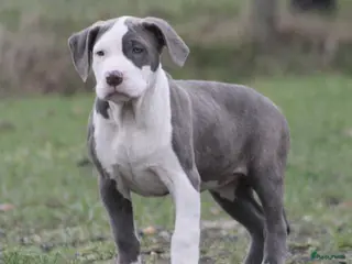 Amerikaanse Bully honden American Bully pups Abkc - Advertentie 2