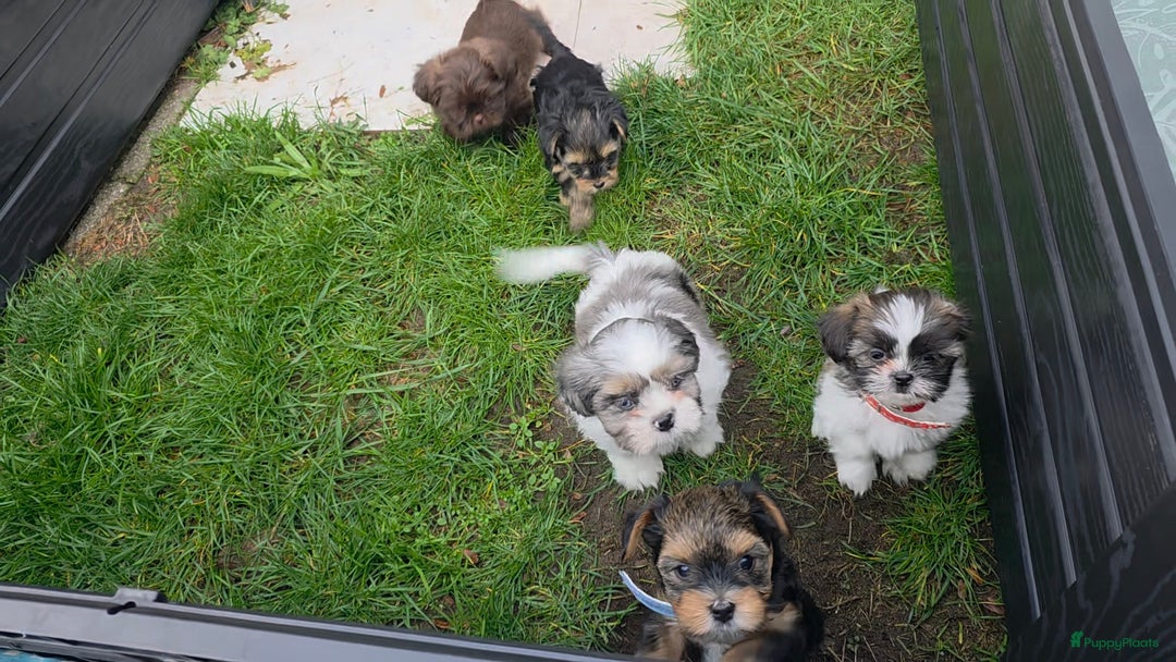 Yorkshire Terriër honden te koop: Yorkshire Terrier reu Danny - Advertentie 4