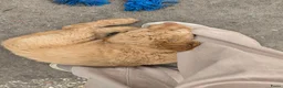 Labradoodle honden te koop: Hele mooie medium doodle half Australian bloed🩵🤩 - Advertentie 6