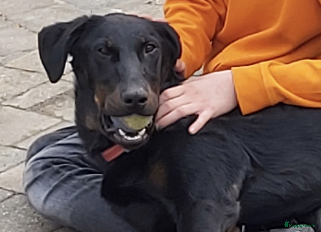 Beau