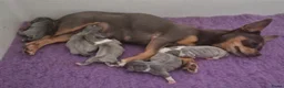 Chihuahua honden ter dekking: Prachtige BLAUW/GRIJZE chihuahua dekreu - Advertentie 5
