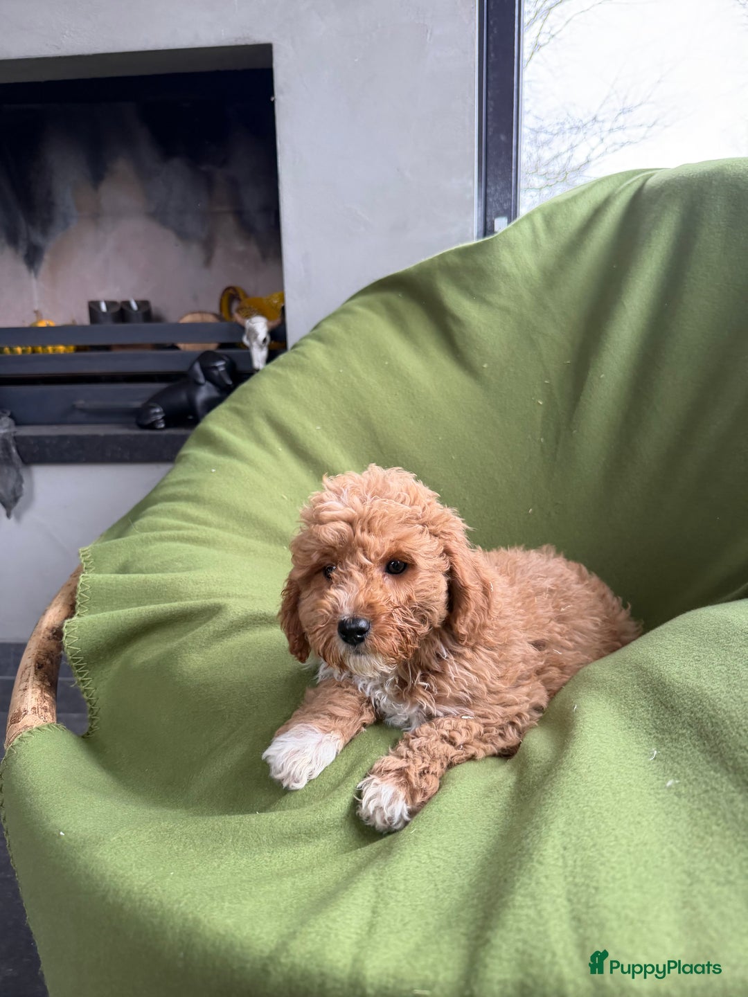 Labradoodle honden te koop: Mini Doodle (Dwergpoedel x Labradoodle) pups - Advertentie 25