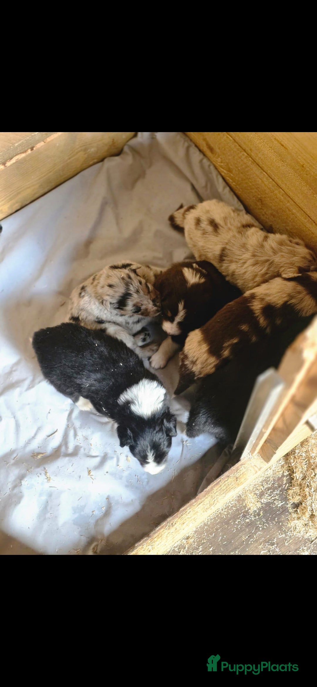 Australian Shepherd honden te koop: Mooie australian sherperd pups. - Advertentie 6