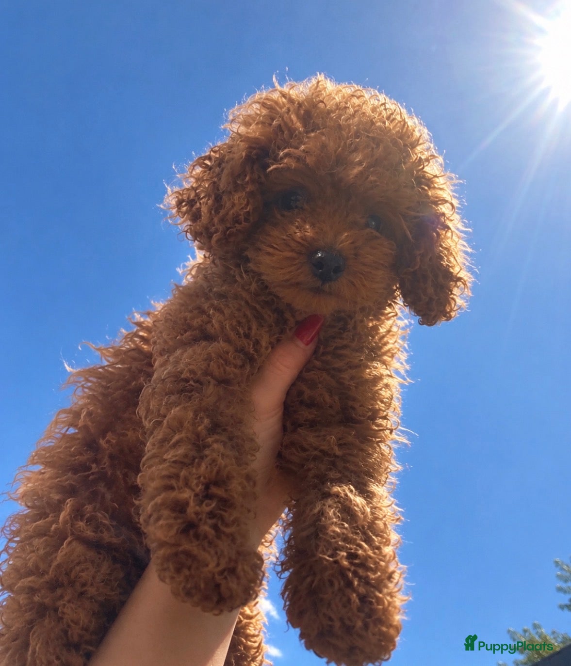 Poedel Toy honden te koop: Toypoedel pup teefje  - Advertentie 15