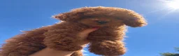 Poedel Toy honden te koop: Toypoedel pup teefje  in Emmen - Advertentie 1