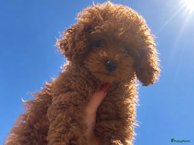 Poedel Toy honden te koop: Toypoedel pup teefje - Advertentie 15
