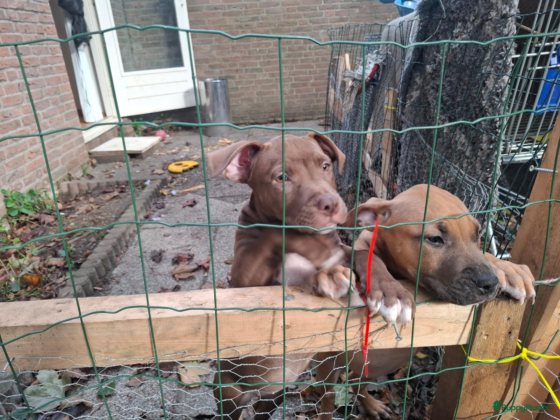Kruising honden te koop: 2 Pups Red Nose American Bully Stafford Mix - Advertentie 5