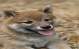 Shiba honden te koop: Shiba teefje met stamboom - Afbeelding 12