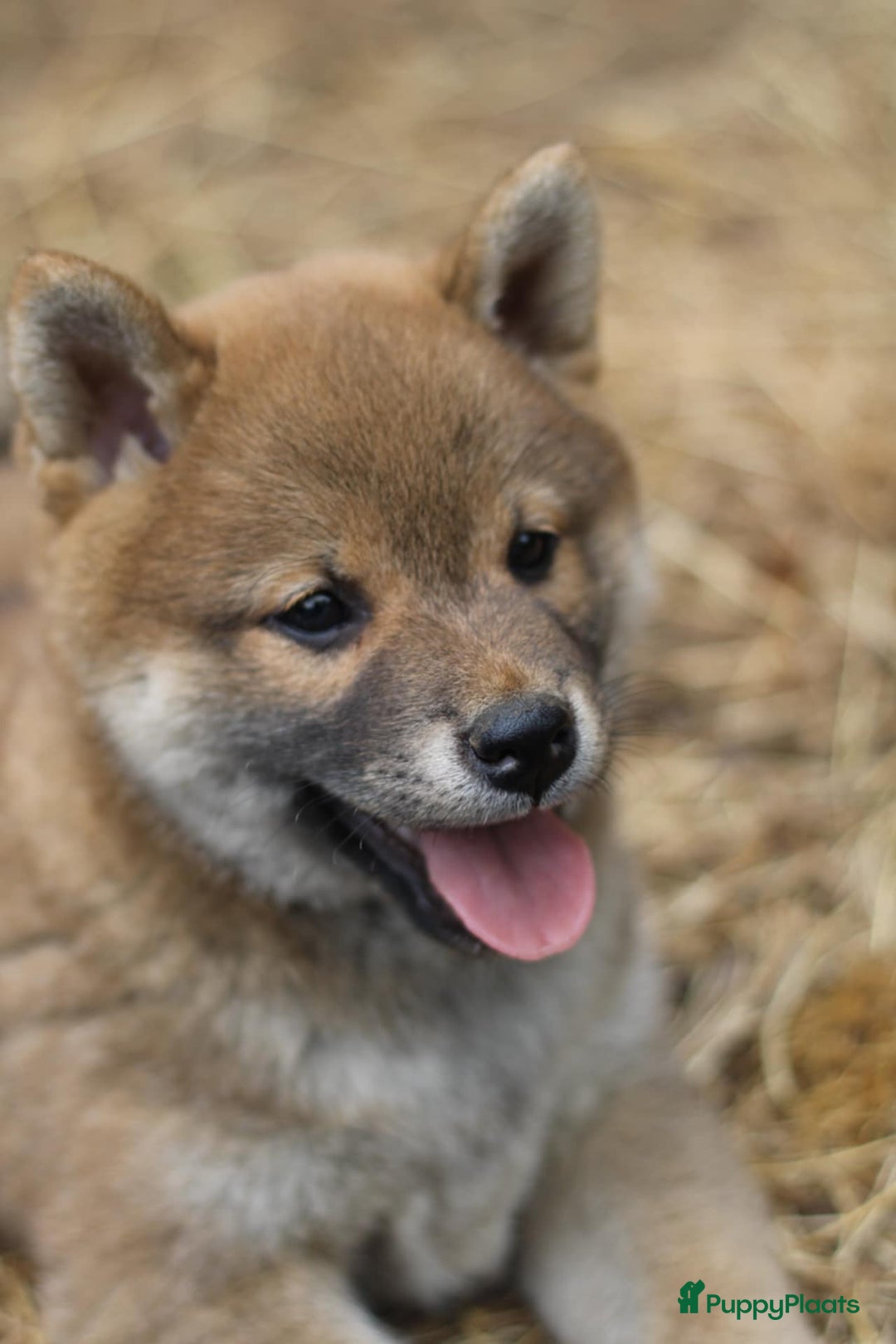 Shiba honden te koop: Shiba teefje met stamboom - Afbeelding 12