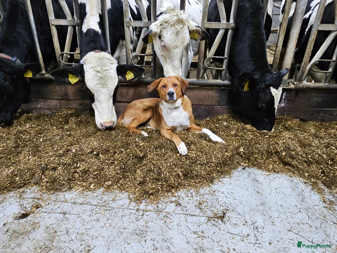 Galerij afbeelding {{count}}