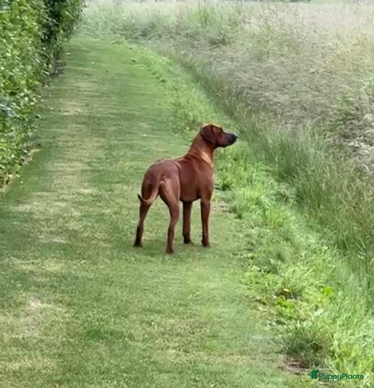 Nalah