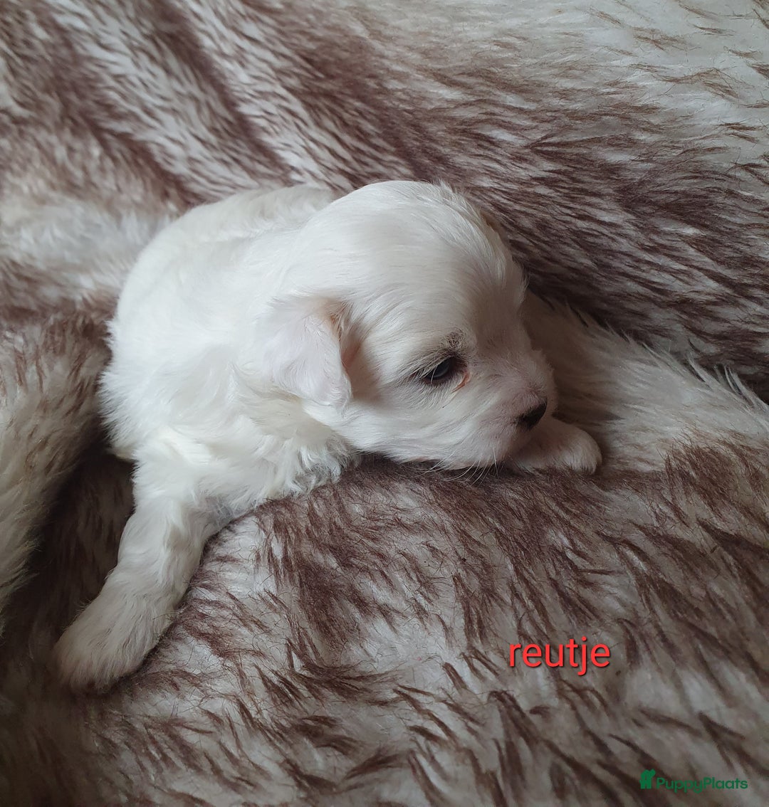 Maltipoo honden te koop: Maltipoo - Advertentie 8