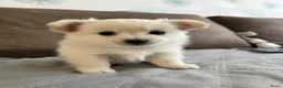 Kruising honden te koop: Pomchi x keeshond puppy’s  - Advertentie 6