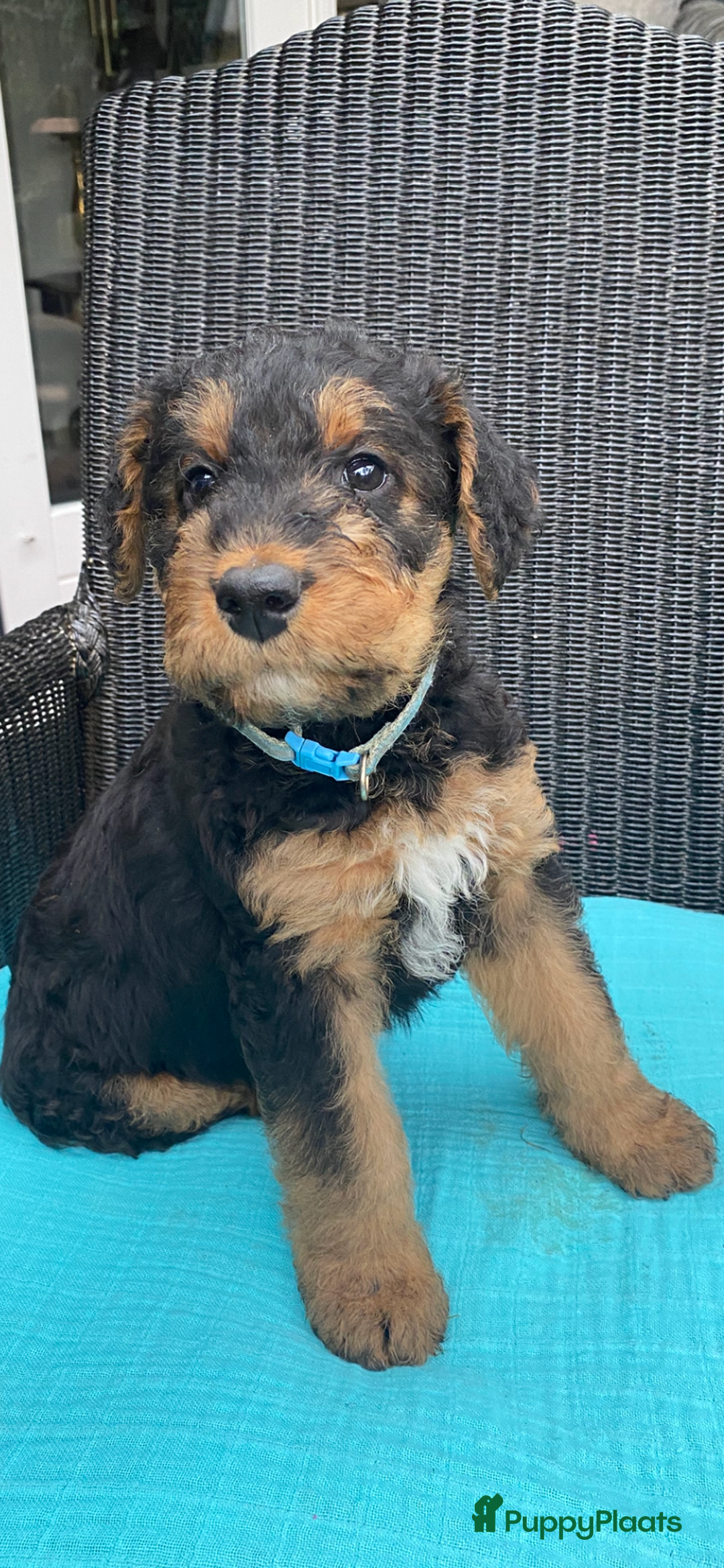 Airedale Terriër honden te koop: Airedale terriër pups  - Advertentie 37