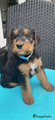 Airedale Terriër Puppy 2