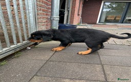 Rottweiler honden te koop: Rottweiler puppy met stamboom in IJsselmuiden - Afbeelding 11