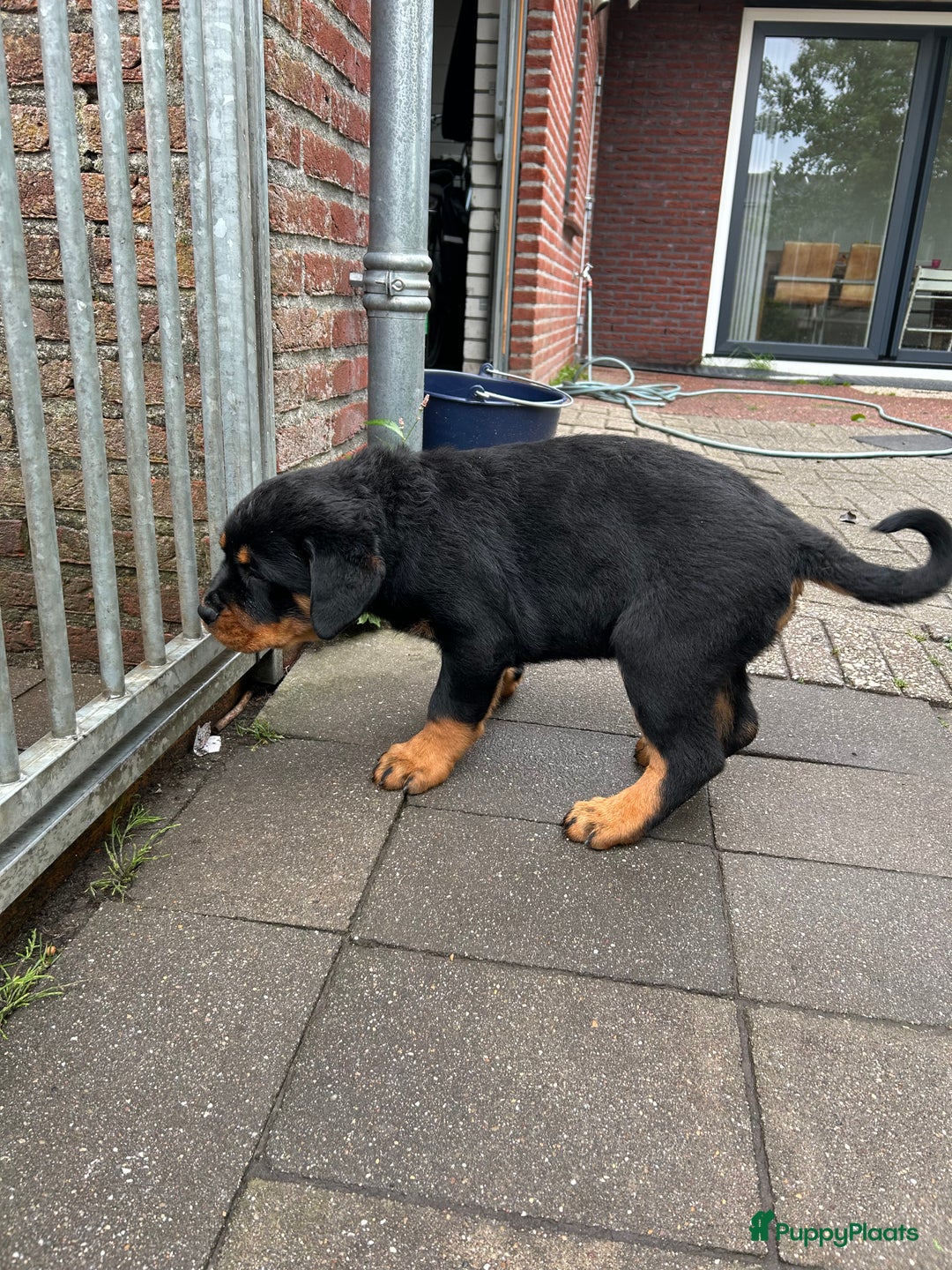 Rottweiler honden te koop: Rottweiler puppy met stamboom in IJsselmuiden - Afbeelding 11