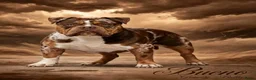 Amerikaanse Bully honden ter dekking: American Bully pocket dekreu  - Advertentie 3