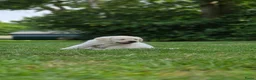 Labrador Retriever honden te koop: Alles gereserveerd - Advertentie 5