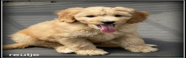 Labradoodle 2