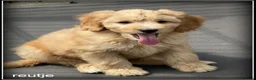 Labradoodle honden te koop: Labradoodle pups +/- 45 cm - Advertentie 11