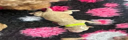 Cockapoo honden te koop: Cockapoo pups f1bb, huiselijk nestje - Advertentie 14
