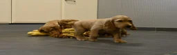 Engelse Cocker Spaniel honden te koop: Engelse Cocker Spaniel pups - Advertentie 24