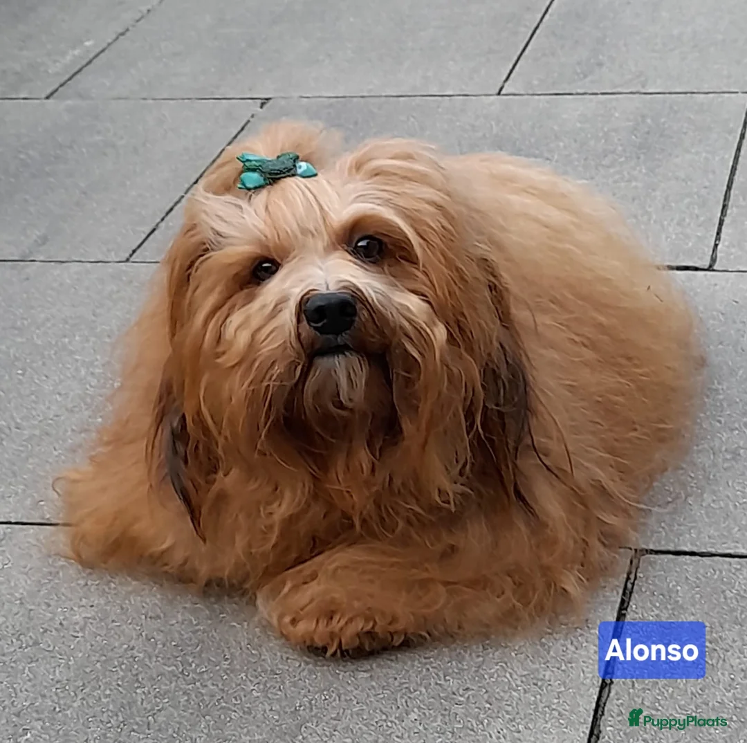 Havanezer honden te koop: Havanezer pups met FCI stamboom - Advertentie 4