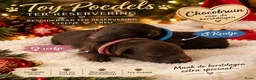 Poedel Toy honden te koop: Rasechte Toy Poedels geboren! 🩵🩷ter reservering! - Advertentie 1