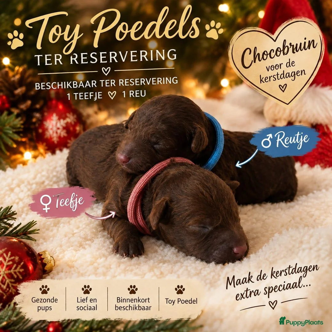 Poedel Toy honden te koop: Rasechte Toy Poedels geboren! 🩵🩷ter reservering! - Advertentie 1