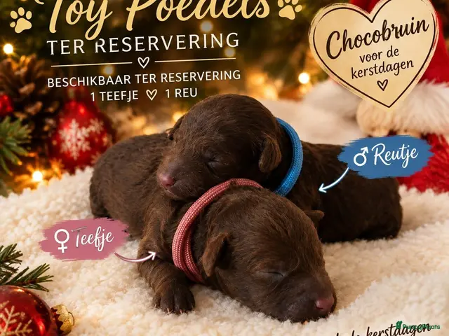 Poedel Toy honden te koop: Rasechte Toy Poedels geboren! 🩵🩷ter reservering! - Advertentie 2