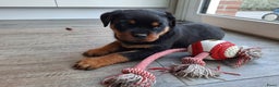 Rottweiler honden te koop: Prachtige Rottweiler pups met STAMBOOM en GARANTIE - Advertentie 14