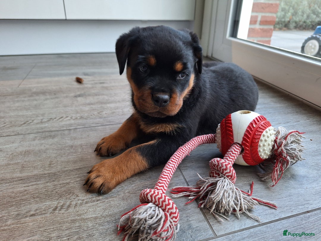 Rottweiler honden te koop: Prachtige Rottweiler pups met STAMBOOM en GARANTIE - Advertentie 14
