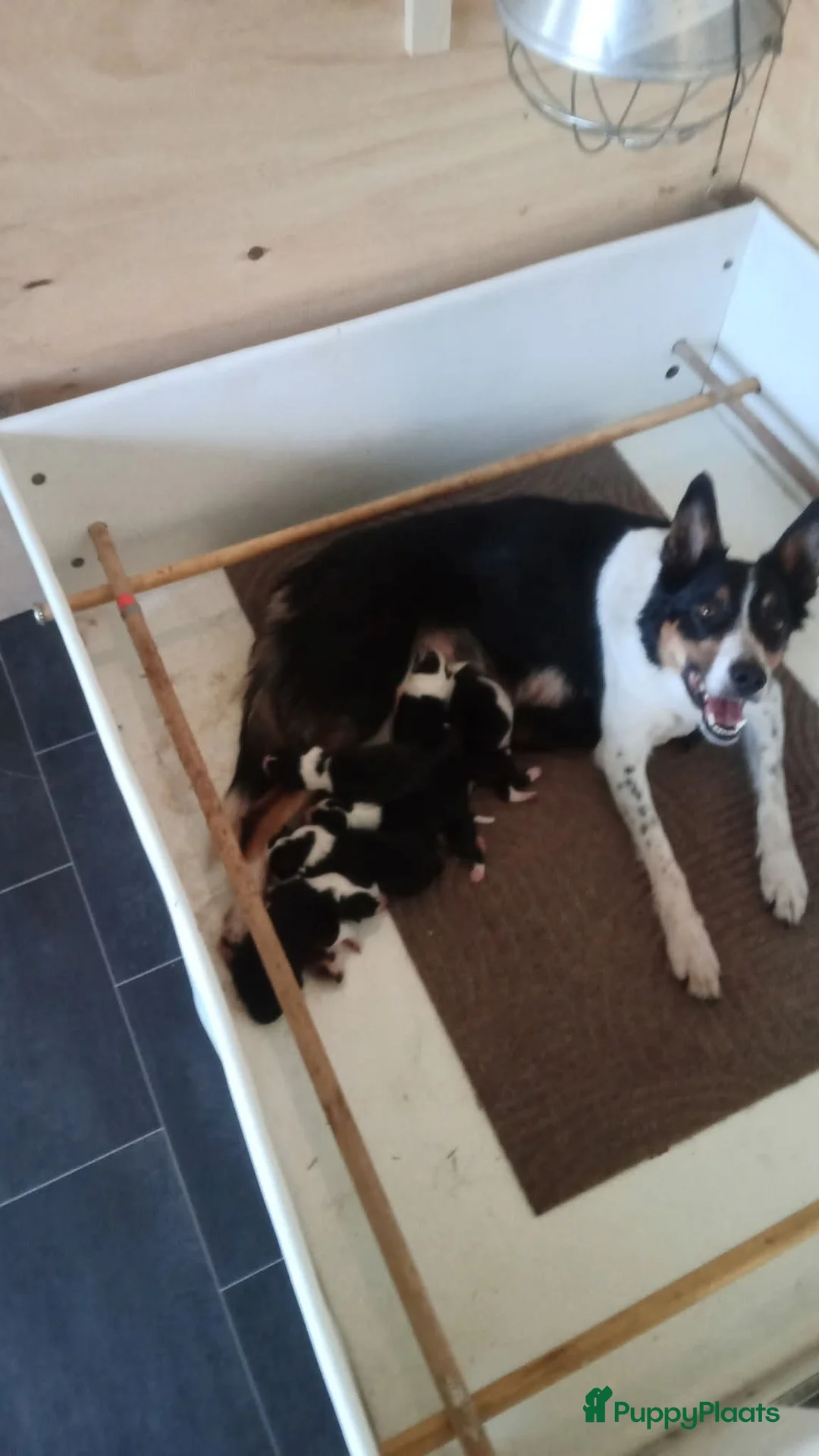 Border Collie honden te koop: Bordercollie pups uit werklijn met isds stamboom in Echtenerbrug - Advertentie 2