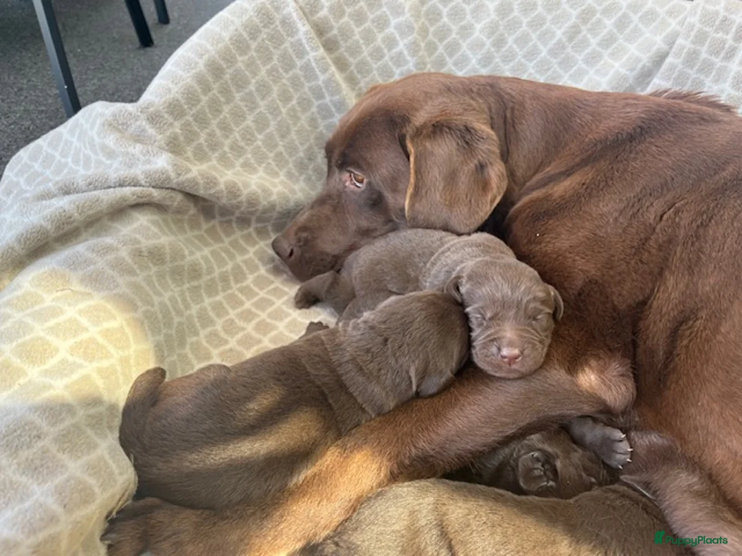 Labrador Retriever honden te koop: Prachtige bruine Labrador pups te koop  - Advertentie 8