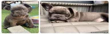 Franse Bulldog 6