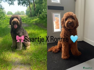 Australian Labradoodle honden Australian labradoodle ALF2, nest inschrijving - Advertentie 1