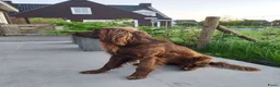 Duitse Staande Hond Langhaar honden te koop: Duitse Staande Langhaar 4 reutjes beschikbaar  - Advertentie 6