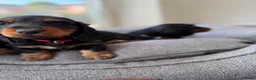 Teckel (langhaar) honden te koop: Teckel standaard langhaar met stamboom - Advertentie 5