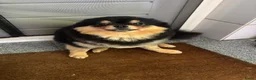 Pomchi honden ter dekking: Black and Tan Pomchi in Oudorp - Advertentie 3
