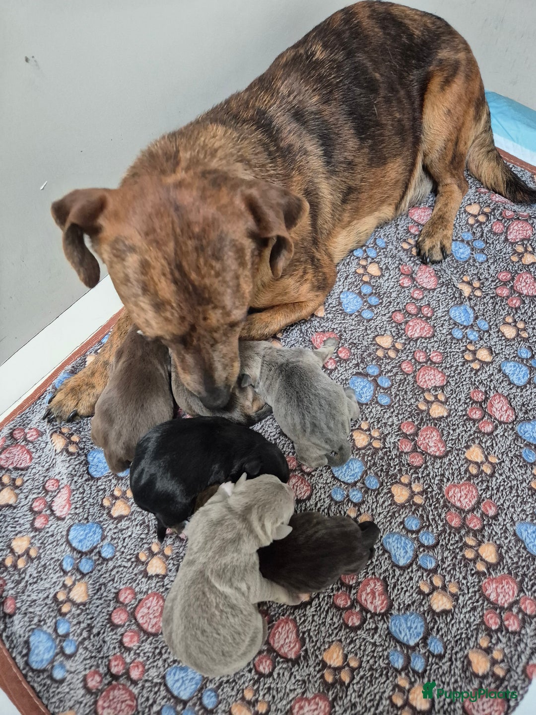 Jack Russel Terriër honden te koop: Jack russel mannetjes - Advertentie 3