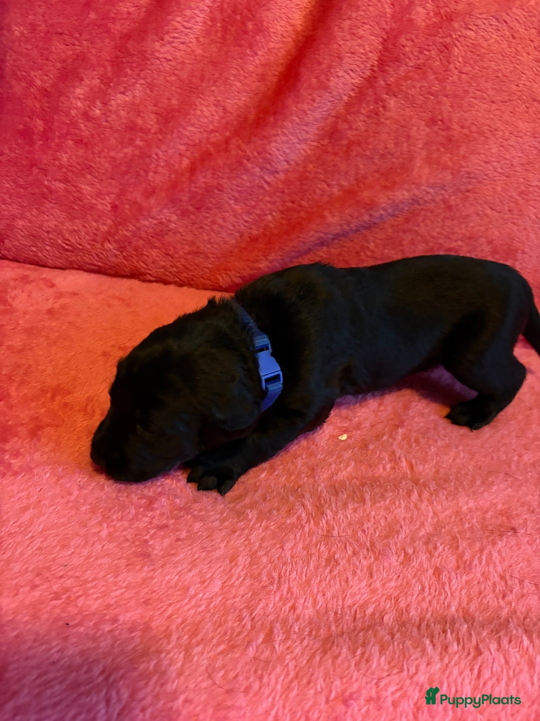 Kruising honden te koop: Labrador puppy’s - Advertentie 29