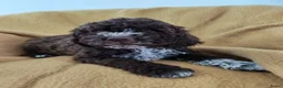 Lagotto Romagnolo honden te koop: Lagotto Romagnolo pups in Berkel en Rodenrijs - Advertentie 4