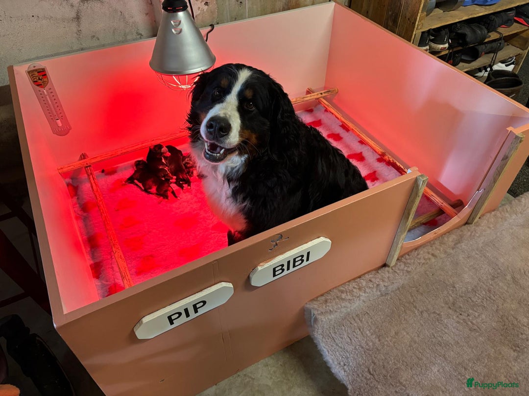Berner Sennenhond honden te koop: Allerknapste Berner sennen pups (reutjes) in Woudenberg - Afbeelding 7