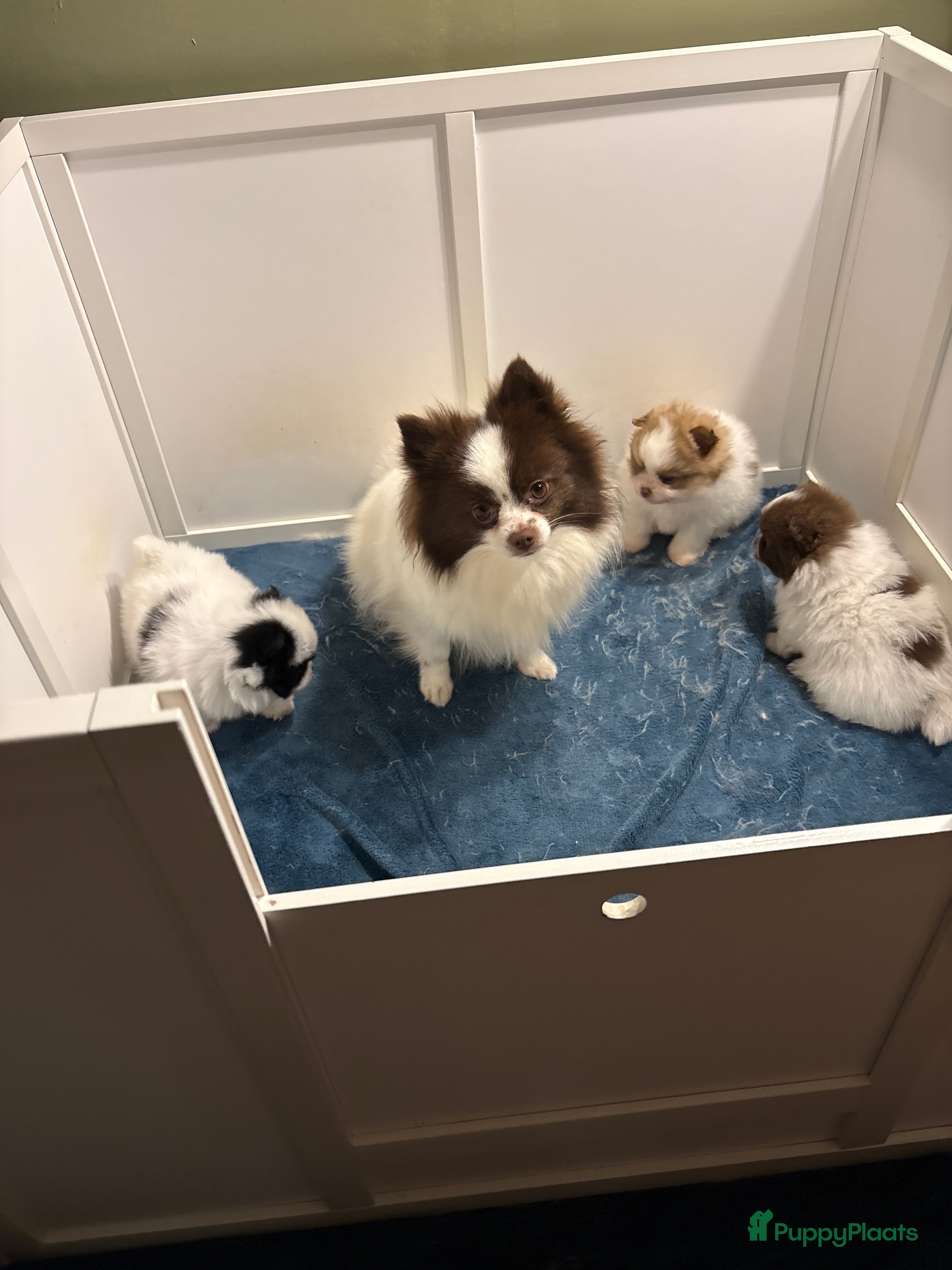 Pomeriaan honden Pomeriaan pups - Advertentie 1